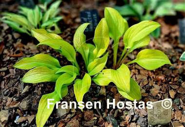 Hosta Gold Hearted Mouse